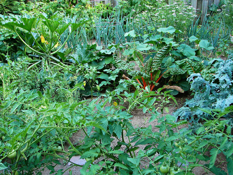 Vegetable Garden