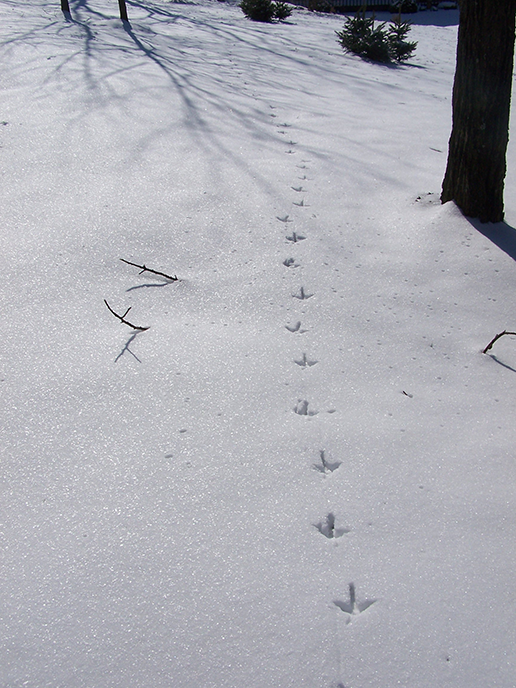 Turkey tracks